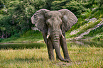 African elephant