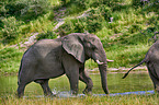 African elephant