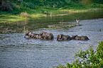 African elephants