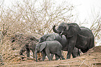 African Elephants