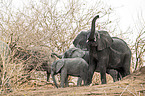 African Elephants