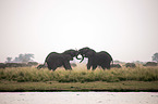 African Elephants