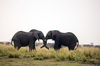 African Elephants
