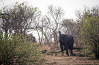 African Elephant