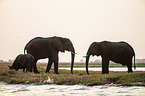 African Elephants