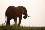 African Elephant