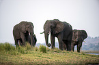 African Elephants