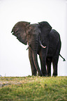 African Elephant