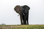 African Elephant