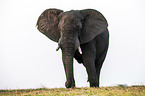 African Elephant