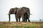 African Elephants