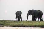 African Elephants