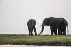 African Elephants