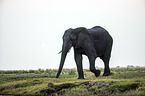 African Elephant