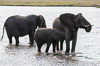 African Elephants