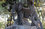 African Elephant