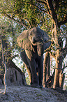 African Elephant