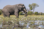 African Elephant