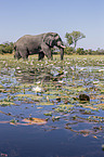 African Elephant