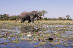 African Elephant