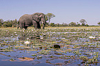 African Elephant