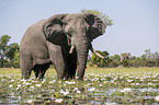 African Elephants