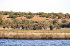 African elephants