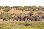 African Elephants