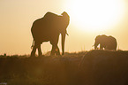 African Elephants