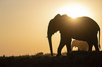 African Elephants