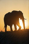 African Elephant