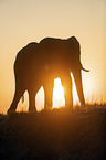 African Elephant