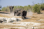 African Elephants