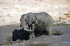 African Elephants