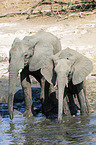 African Elephants