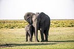 African elephants