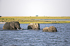 African Elephants