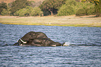 African Elephant