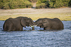 African Elephants