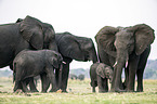 African Elephants