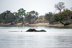 African Elephant