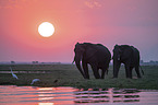 African Elephants