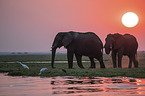African Elephants