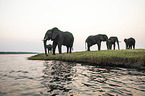 African elephants