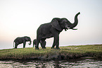 African Elephants