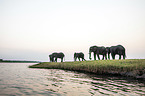 African Elephants