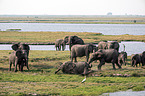 African Elephants