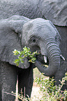 African Elephants