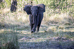 African Elephant