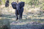 African Elephant